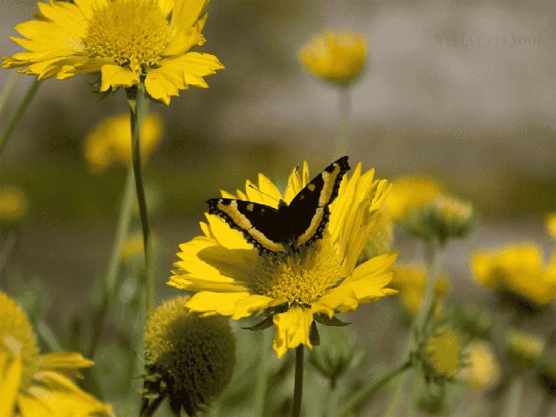 张女士成功案例